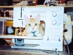 Gr�ce � Bernina, m�me les chats s'y mettent&nbsp;! (Bernina - Message aux futurs membres de la grande famille Bernina)