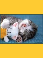 Image de mycatismylove