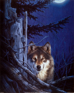 Image de Lone Wolf
