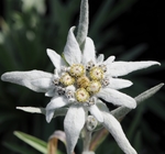 Image de edelweiss05