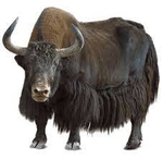 Image de Bouse de yak