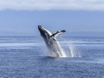 Image de plouf la baleine