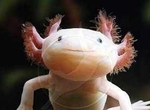 Image de axolotl32