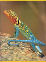 Image de lezard