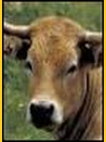 Image de tadbou