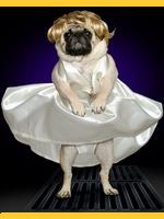 Image de Pug