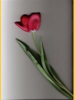 Image de tulipe