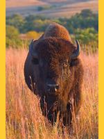 Image de Un bison tout ras