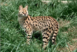 Image de serval100