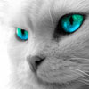 Image de spout00