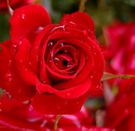 Trombi de bellaselsa