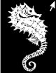 Image de Hippocampe
