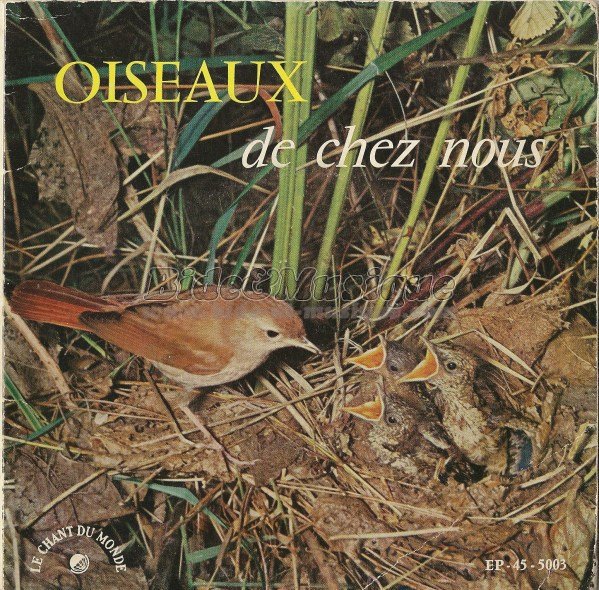 Oiseaux de chez nous - bidoiseaux, Les