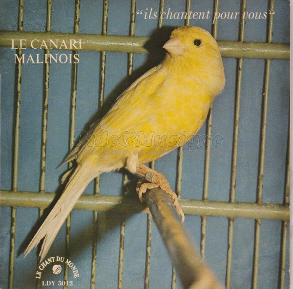 Georges Albouze - canari malinois, Le