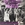 Vignette de The Turtles - Can you hear the cows