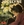 Vignette de Jocelyne - Exodus