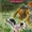 Vignette de Les belles histoires de Bide & Musique - belles histoires de B&M, Les